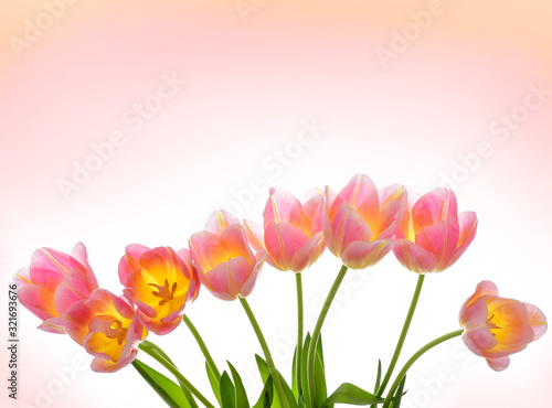 Spring Tulip Flowers over white. Tulips bunch. Pink tulips.