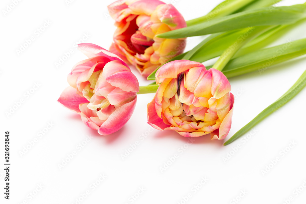 Pink color tulips on the white background. Retro vintage style. Pink color tulips on the white background. Retro vintage style.