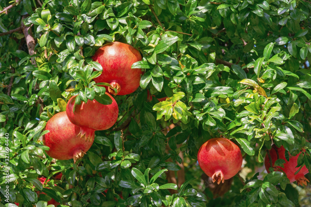 Branches of pomegranate tree with red ripe fruits and green leaves Branches of pomegranate tree with red ripe fruits and green leaves