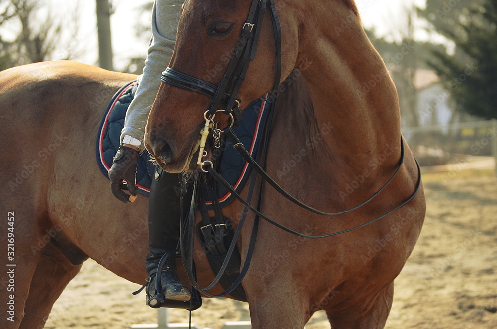 Fototapeta premium woman is giving a sugar to her horse