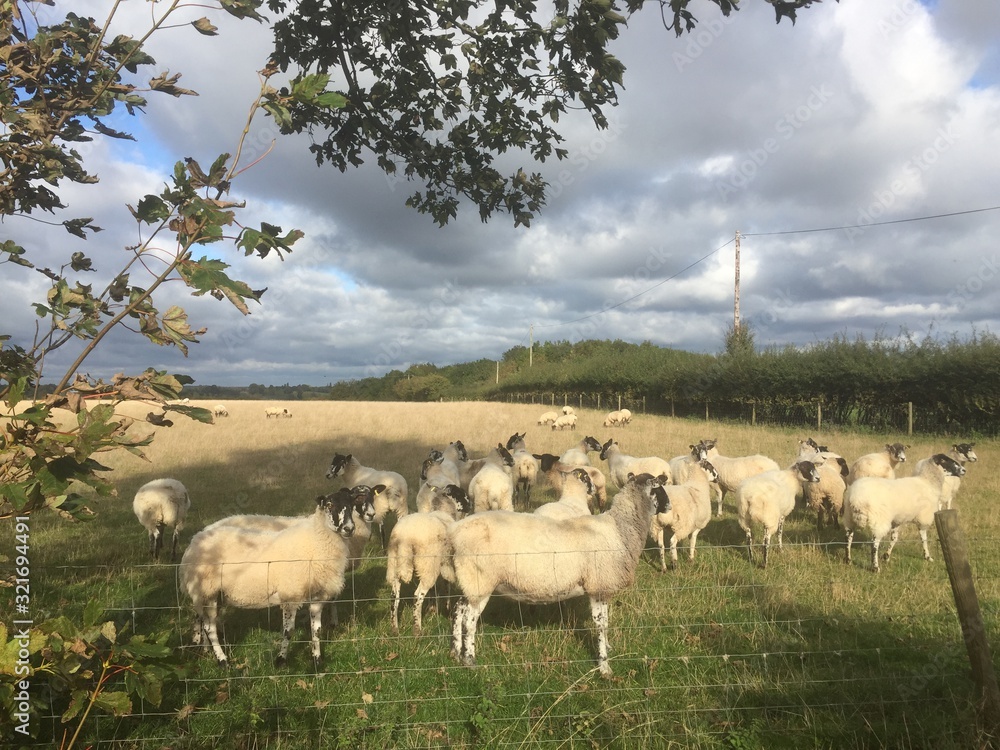 Obraz premium Stratford Sheep
