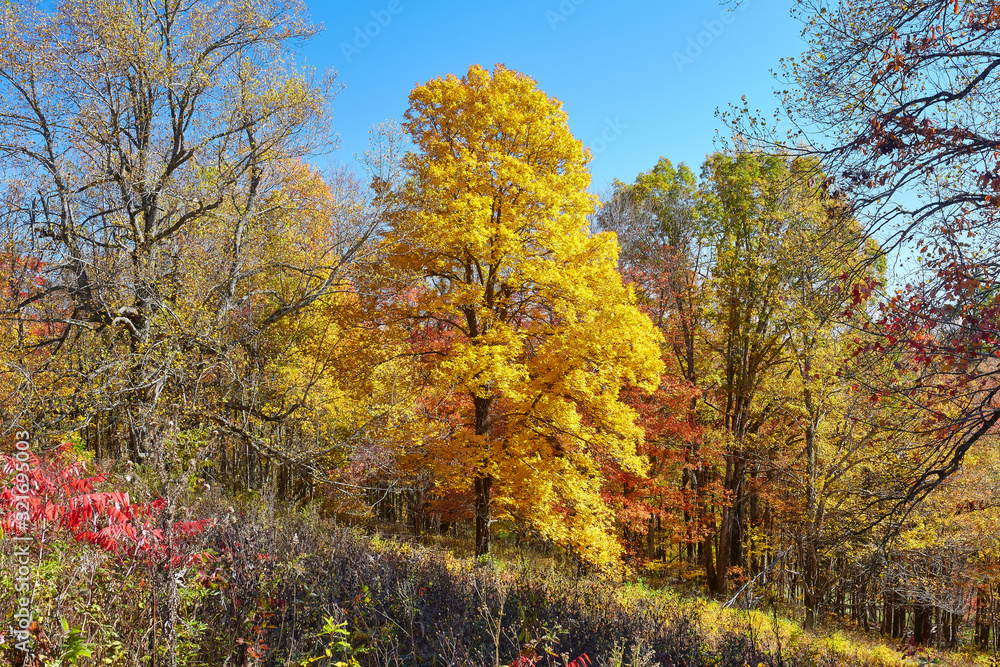 Vibrant autumn color along the Blue Ridge Parkway south of Roanoke, Virginia