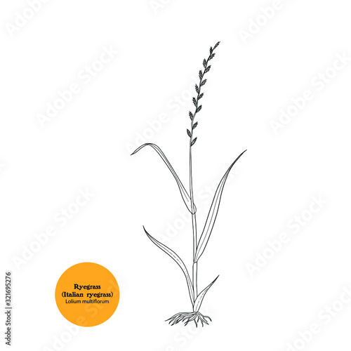 Hand drawn vector illustration of Italian ryegrass .