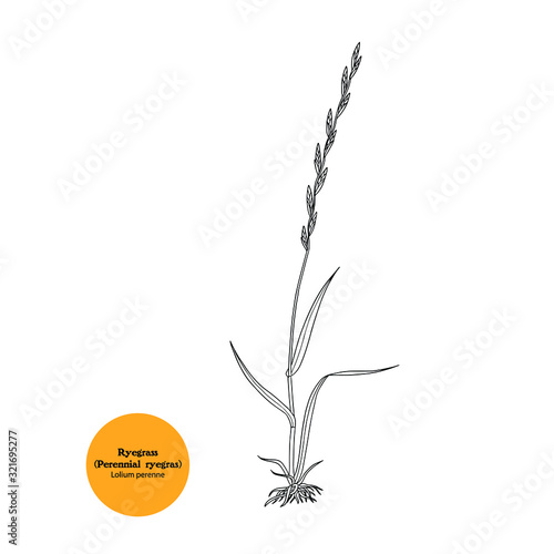 Vector hand drawing of perennial ryegrass.