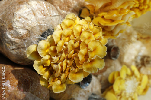 The cultivation of Golden Oyster Mushroom in organic farm. Yellow oyster mushroom (Pleurotus djamor) grow out of the nursery. photo