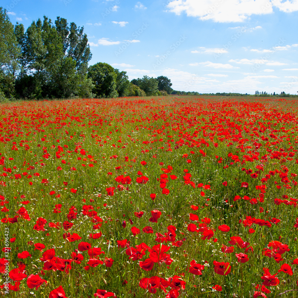 Camp de fleur, coquelicots au printemps.