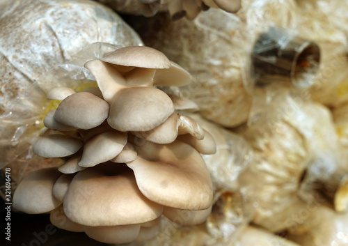 The cultivation of Oyster Mushroom in organic farm. Mushroom in the plant nursery, cultivation business in asia.