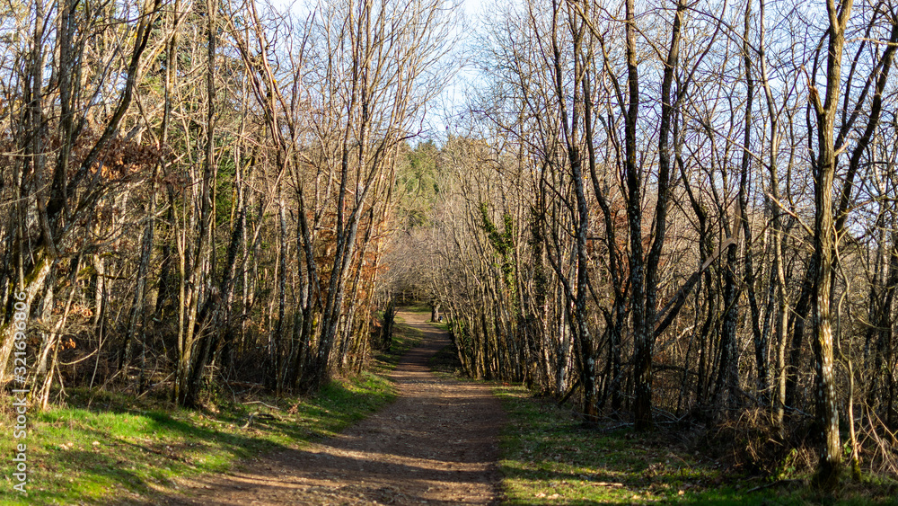 Fototapeta premium Une forêt en hiver