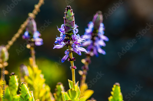 Der wissenschaftliche Name dieser Pflanze ist Plectranthus ornatus photo