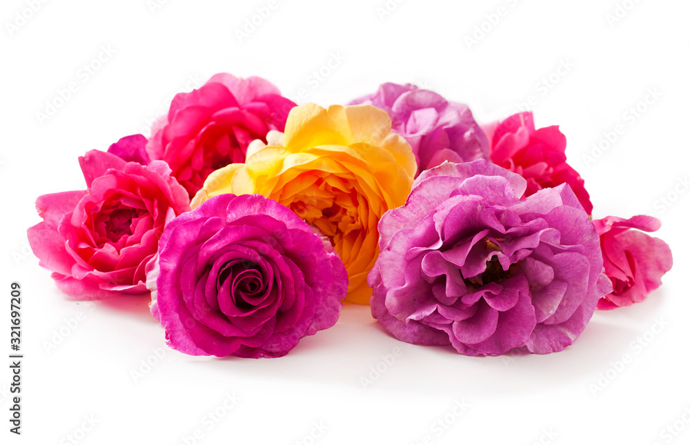 Yellow and pink rose flowers isolated on a white background. Yellow and pink rose flowers isolated on a white background.