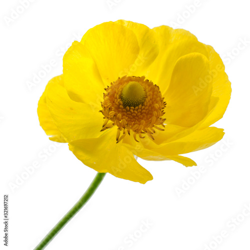 Yellow anemone flower isolated on a white background.