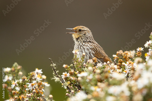 Many-striped canastero (Asthenes flammulata) is a species of bird in the Furnariidae family. 