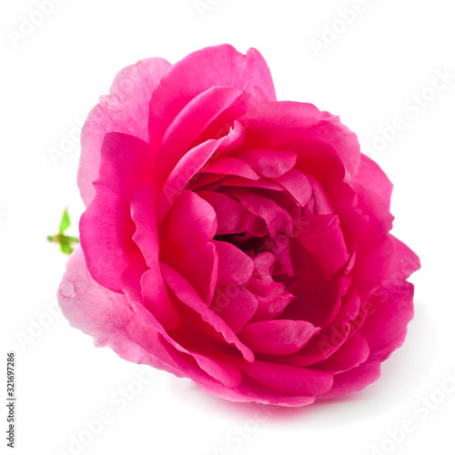 Pink rose flower isolated on a white background.