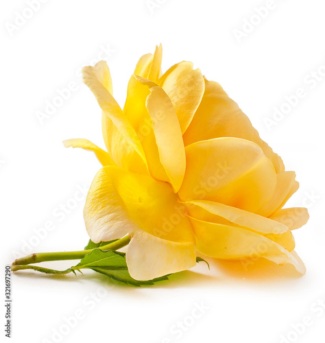 Yellow rose flower isolated on a white background.