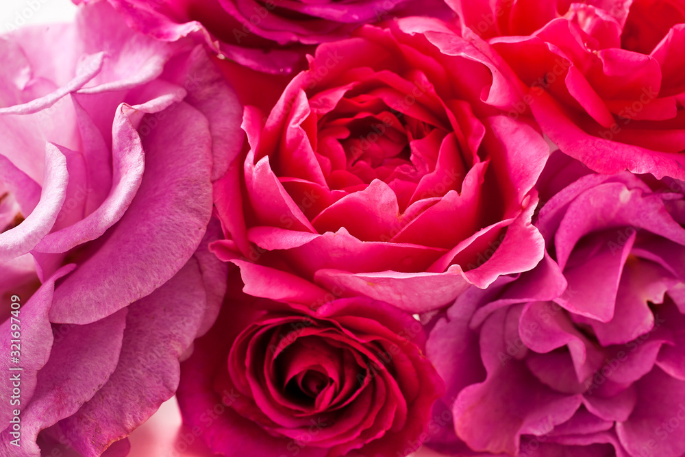 Background of pink rose flowers. Background of pink rose flowers.