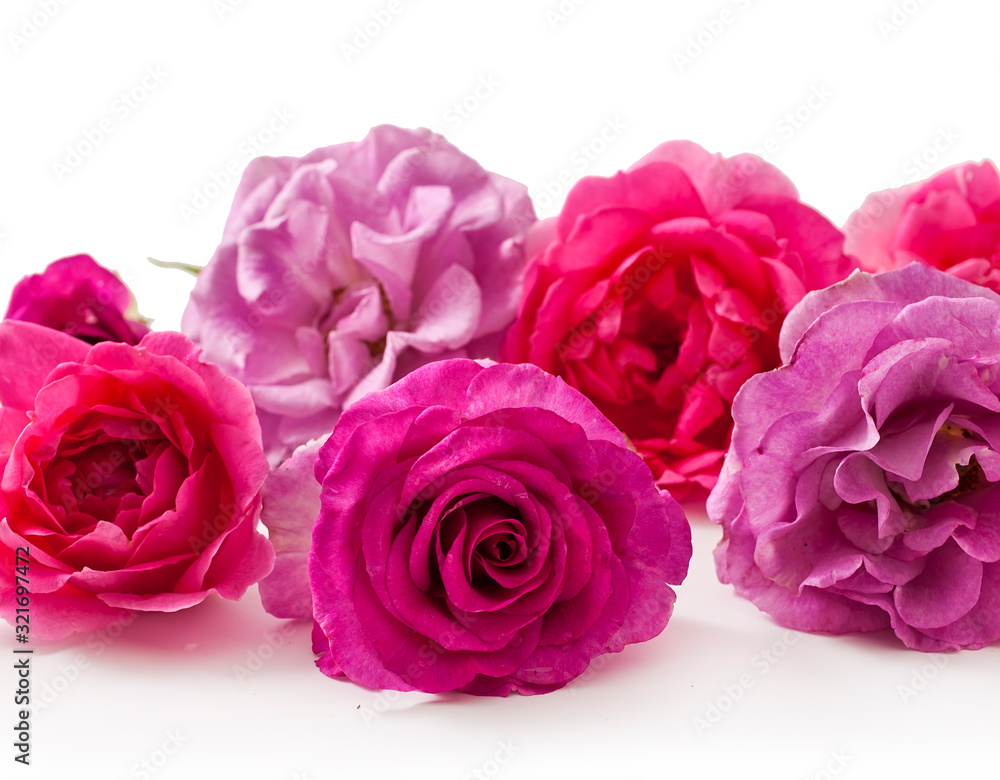 Fototapeta premium Pink rose flowers isolated on a white background.