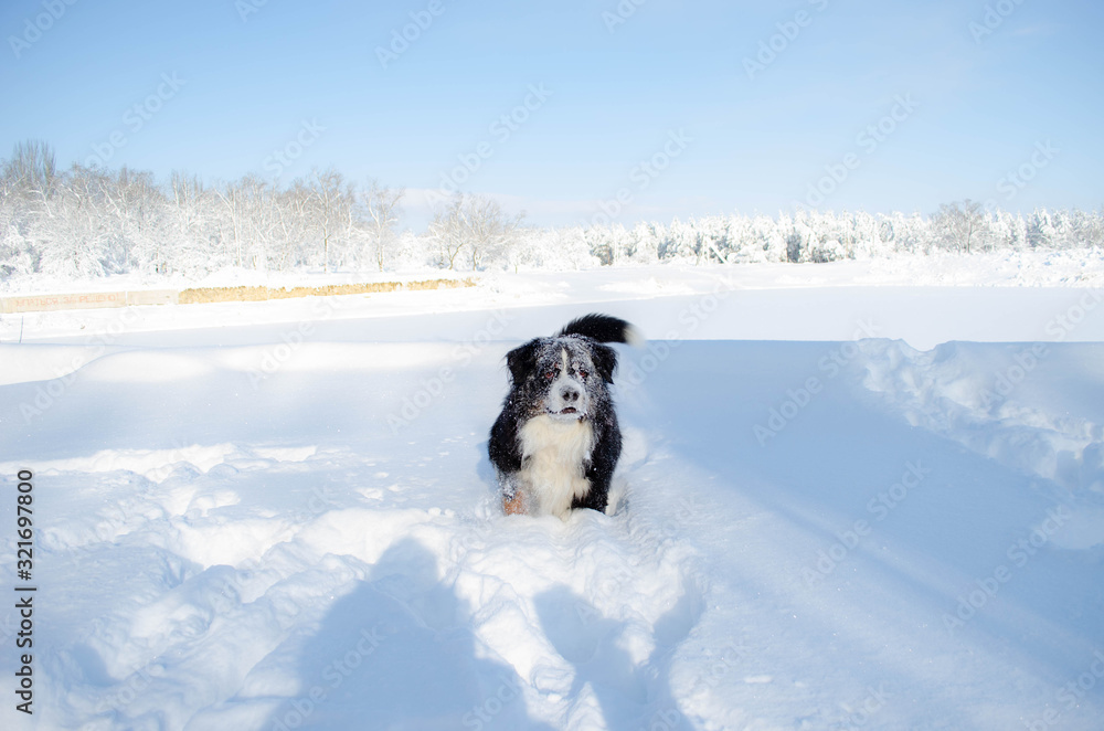 bernese mountain dog walking on winter snowy weather. dog's head and big nose with a lot of snow bernese mountain dog walking on winter snowy weather. dog's head and big nose with a lot of snow