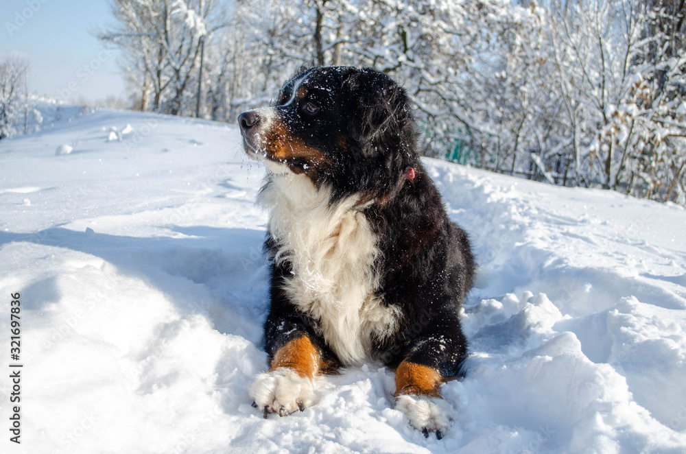 bernese mountain dog walking on winter snowy weather. dog's head and big nose with a lot of snow