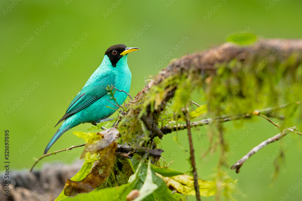 Green honeycreeper (Chlorophanes spiza) is a small bird in the tanager family. It is found in the tropical New World from southern Mexico south to Brazil, and on Trinidad. Green honeycreeper (Chlorophanes spiza) is a small bird in the tanager family. It is found in the tropical New World from southern Mexico south to Brazil, and on Trinidad.