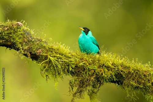 Green honeycreeper (Chlorophanes spiza) is a small bird in the tanager family. It is found in the tropical New World from southern Mexico south to Brazil, and on Trinidad. © Milan