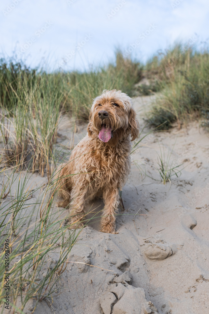 Labradoodle sits in a sand dune by the sea and looks to the side