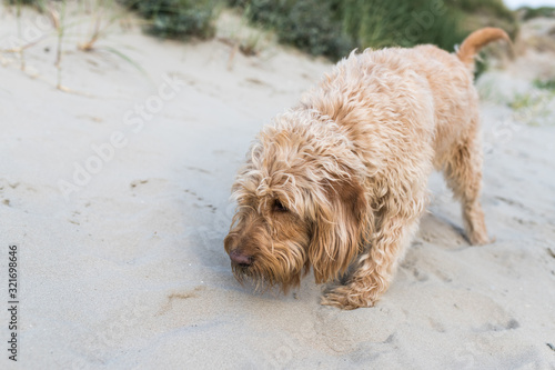labradoodle is sniffing the ground along the beach.the dog runs in the foreground. A sand dune in the background