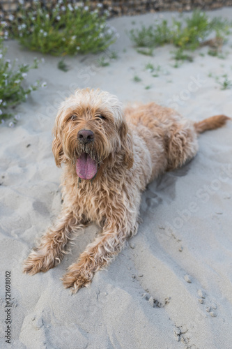 labradoodle lies in the sand on a sand dune and looks at the camera