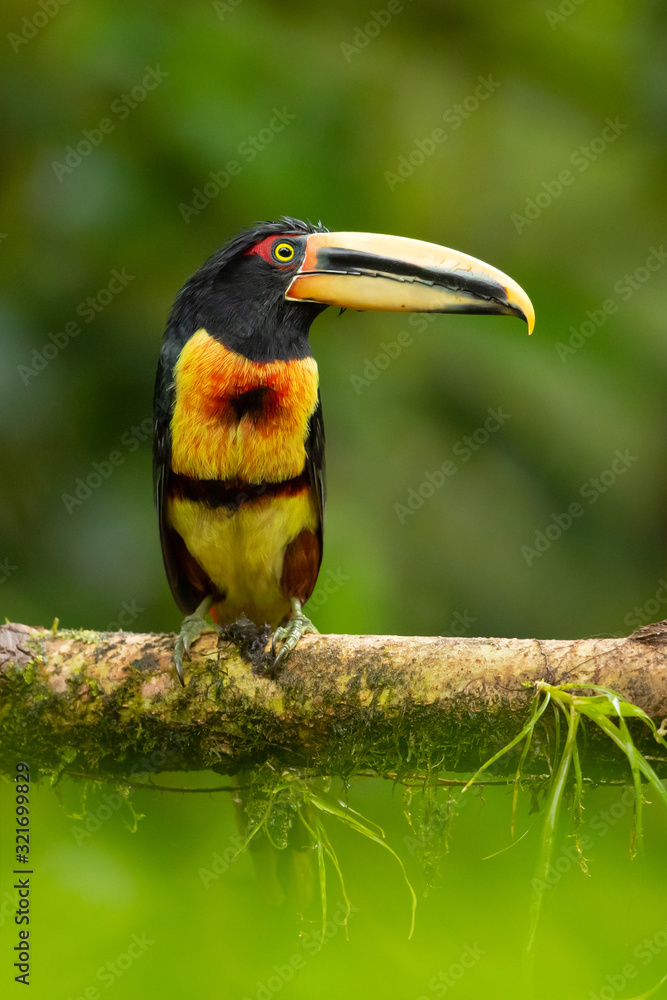 Fototapeta premium Pale-mandibled aracari, or pale-mandibled araçari (Pteroglossus erythropygius), is a species of bird in the family Ramphastidae. It is found in western Ecuador and Peru. 