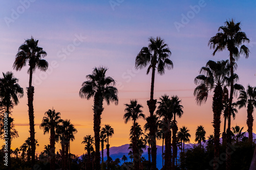 Palm Trees Sway during sunset