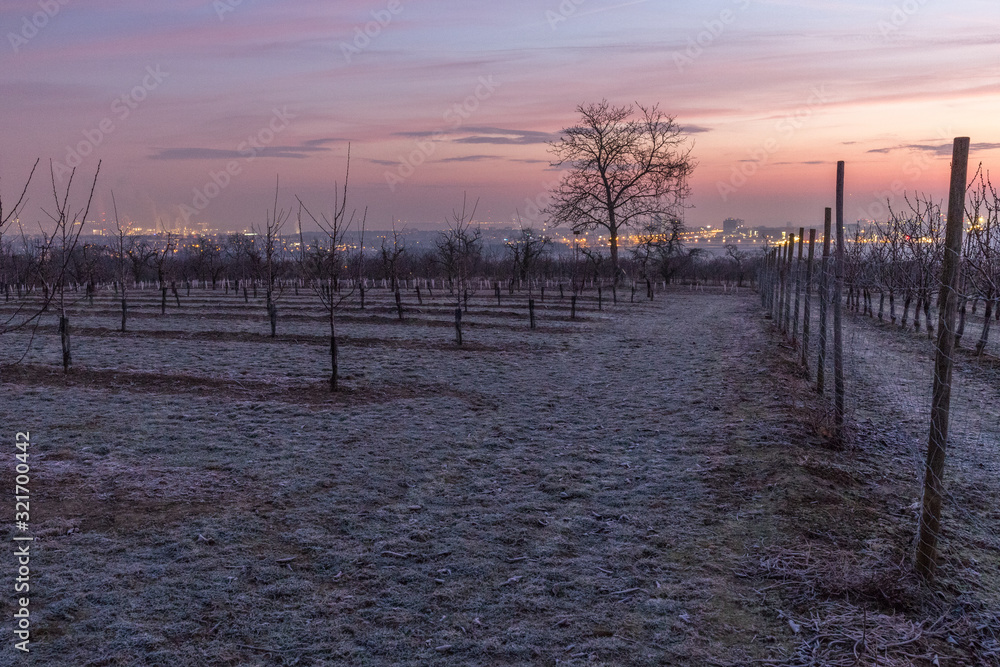 Fototapeta premium Sonnenaufgang in den Feldern Rheinhessens