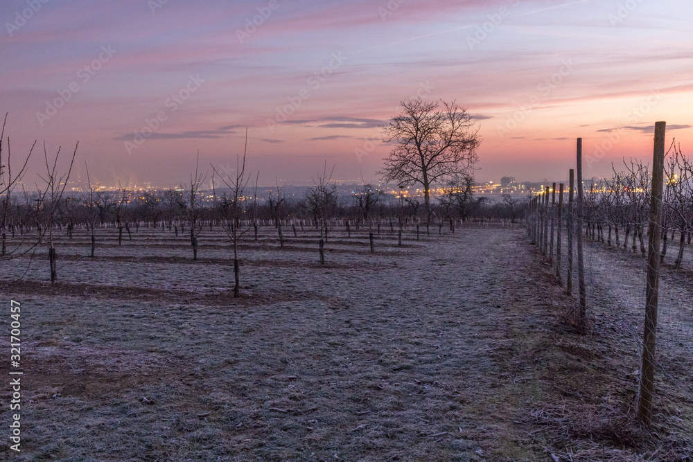 Fototapeta premium Sonnenaufgang in den Feldern Rheinhessens