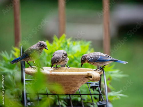 Baby Bluebirds learn how to drink water from a bowl.