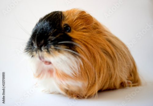 Guinea pig on a white background