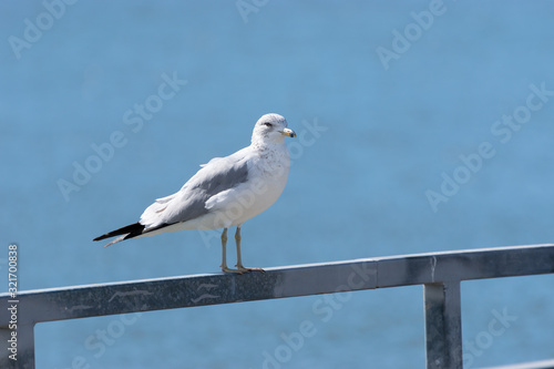 Ring Billed Gull on gray metal rail