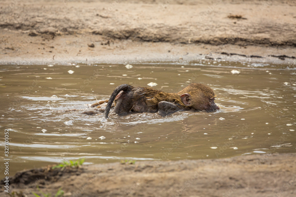 Fototapeta premium Monkey8