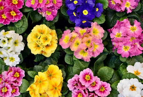 Primrose flower background 