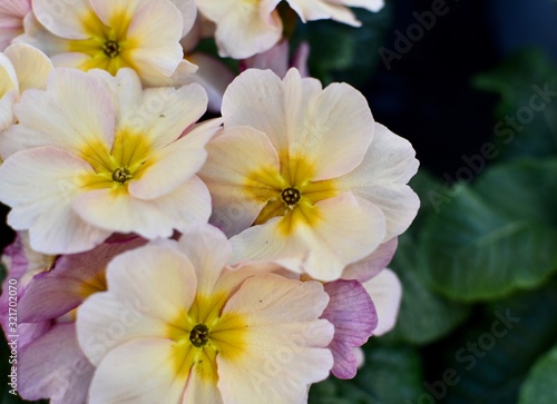 White and yellow spring primula flowers 