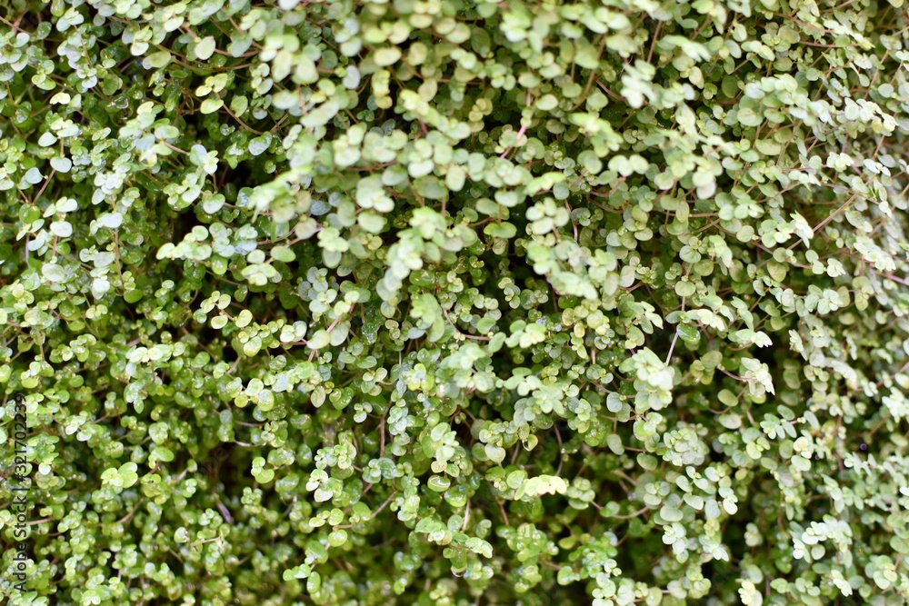 green leaf foliage background 