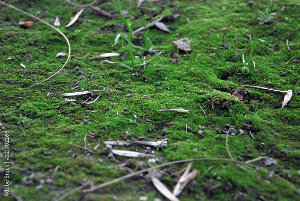 Growing moss and grass, after winter, Spring!