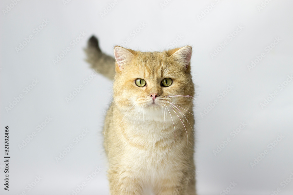 Obraz premium british cat golden chinchilla with green eyes on a white background
