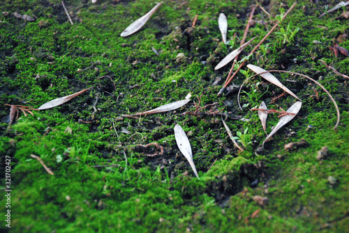 Growing moss and grass, after winter, Spring!