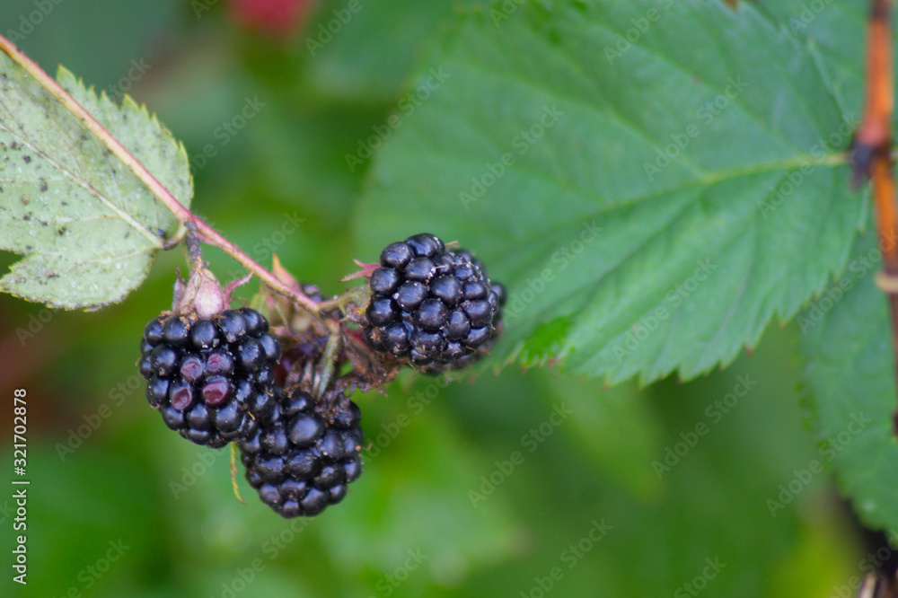 A ripe black BlackBerry berry grows on a shrub. Photo.Close - up. A ripe black BlackBerry berry grows on a shrub. Photo.Close - up.