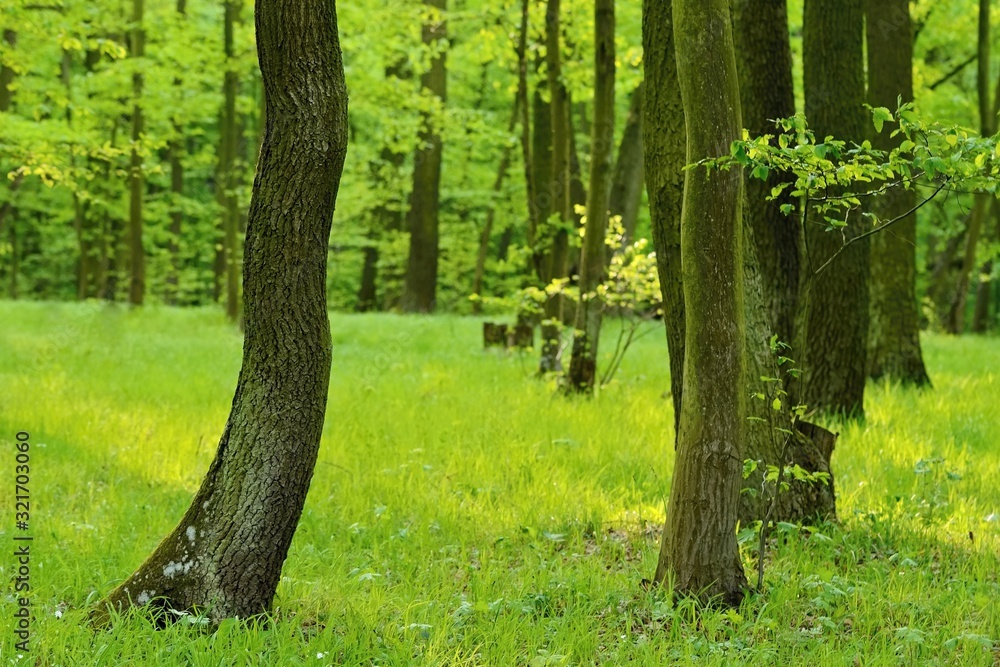 Green nature background. Forest, trees and sun rays. Colorful spring nature background. Green nature background. Forest, trees and sun rays. Colorful spring nature background.