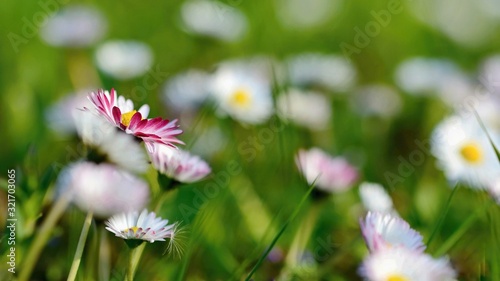 Beautiful spring background with blooming meadow full of flowers.