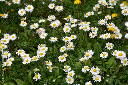 Dandelions and daisies in the grass