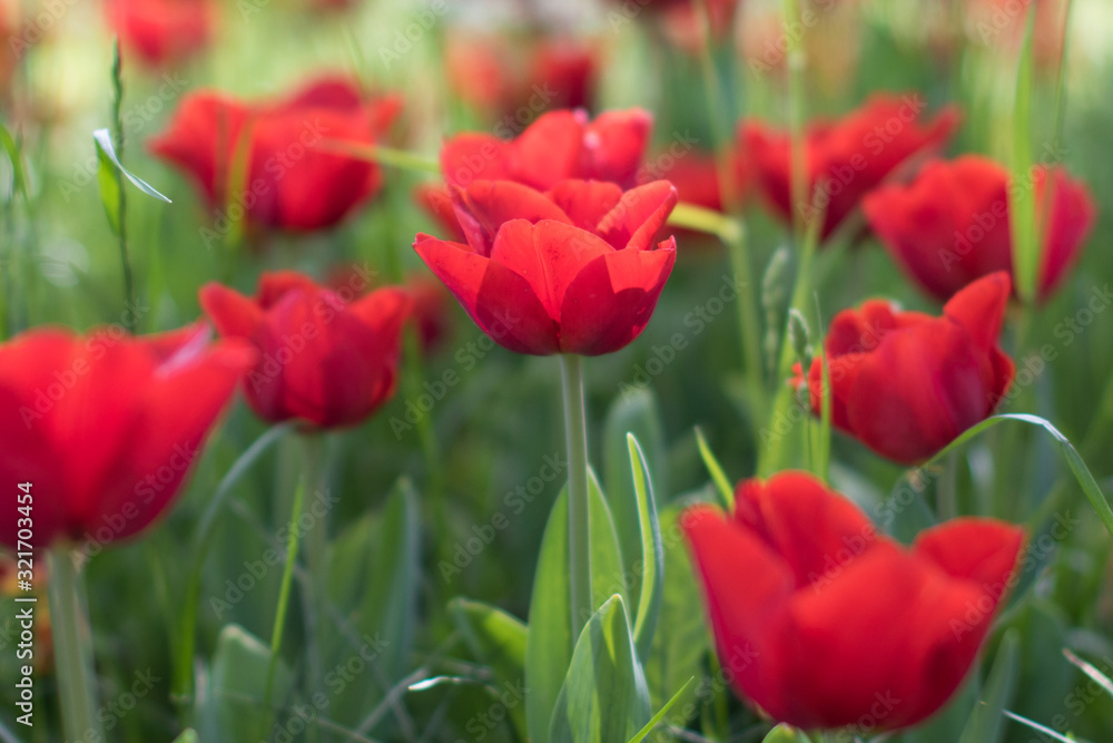 Blooming red tulip