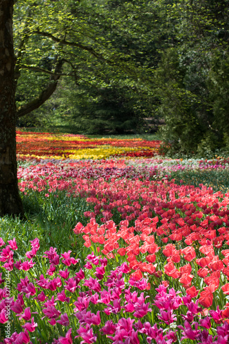 Multi-colored tulip