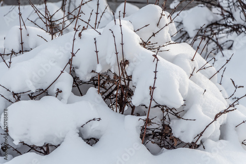 Branches of honeysuckle bushes with snow are in a park in winter © Tatiana Kuklina