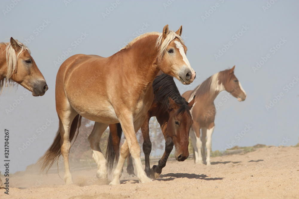 Fototapeta premium horses of different breeds and stripes walk together
