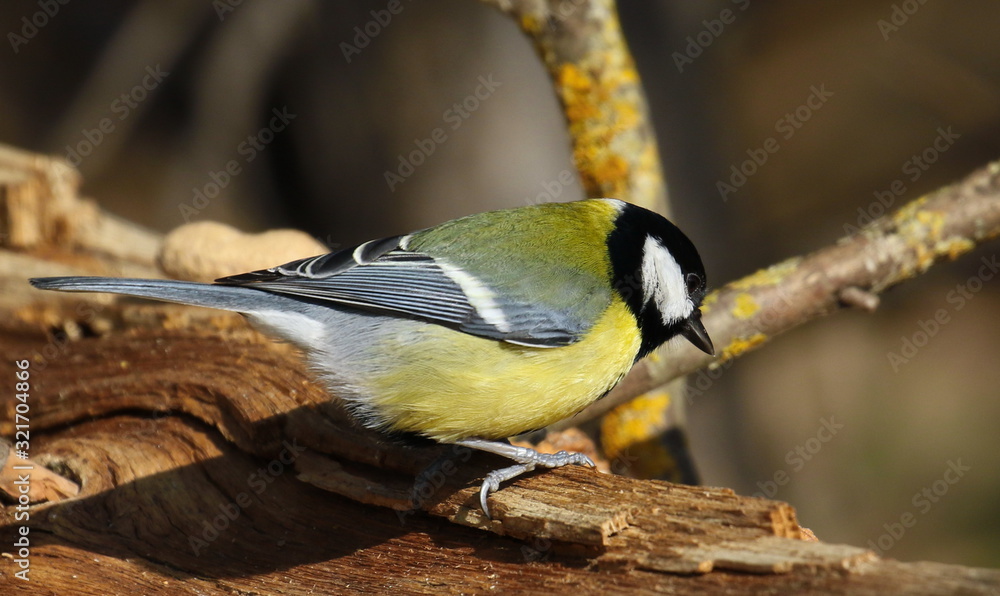 Obraz premium Great tit on branch background, Parus major